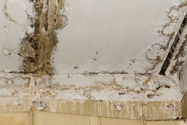 Professional Mold Removal in Norton Center, MA