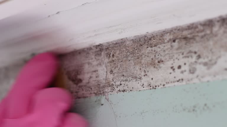 Mold Remediation for Rental Properties in Norton Center, MA